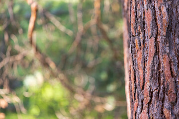Pine trunk in pine forest close-up