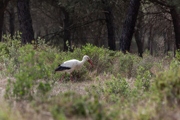 The white stork walks on a forest glade in search of food in Donana National Park, Huelva, Spain. Selective focus
