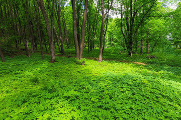 A carpet of green vegetation in an oak forest of a national park with a spot of light on it.