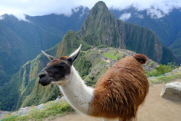 Peru Machu Picchu - Llamas of Machu Picchu