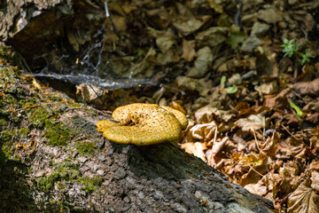 Tinder fungus on a log lying in a mystical forest.