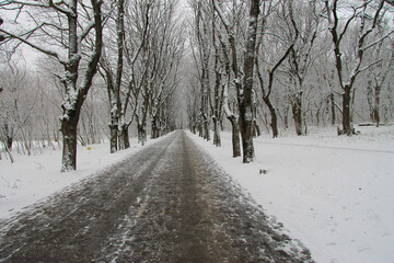 Obraz premium Snowy winter road and trees in the winter park outdoor