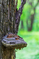 Rotten tinder fungus on a tree trunk against a background of green vegetation.