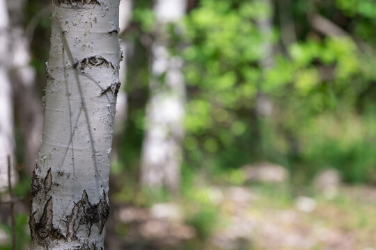 Birch trunks in the national park.