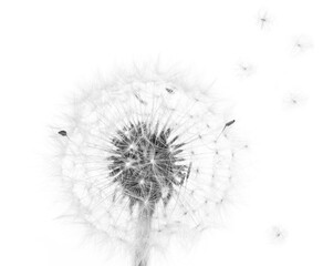 Dandelion flower isolated on white background, black and white photography	