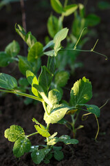green peas in the garden