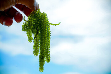 Caulerpa lentillifera is a species of bryopsidale green algae from coastal regions in the...