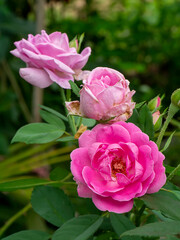 Close up Pink Damask Rose flower.