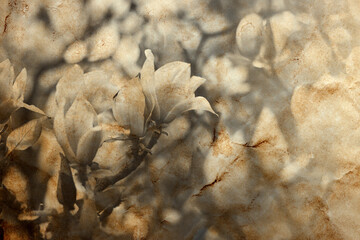 Magnolia flowers macro shot