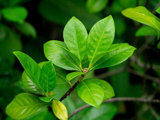 Close up Gardenia leaves or Cape Jasmine tree.