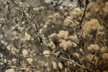 Magnolia tree flowers vintage background