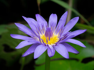 Close up water lily flower.