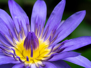 Close up water lily flower.