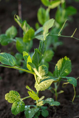 green peas in the garden