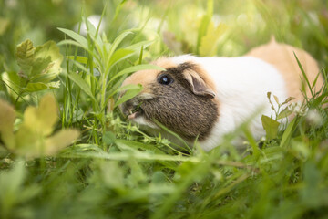 Meerschweinchen frisst Gras