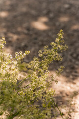 Fiori di primavera in giardino