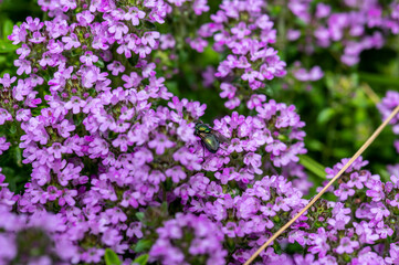 Fototapeta premium flowers in the garden