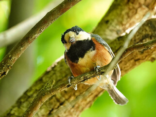 ヤマガラの幼鳥こっちを見てる