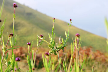 Nature scene of Purple grass flower on meadow with slope mountain of blok savana of bromo tengger semeru national park , indonesia  - obrazy, fototapety, plakaty
