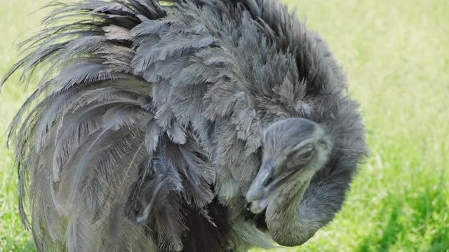 Close up of Ostrich bird female in captivity. Zoo concept