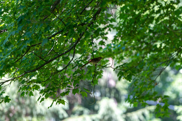 Spotted Ground Thrush perching on a branch