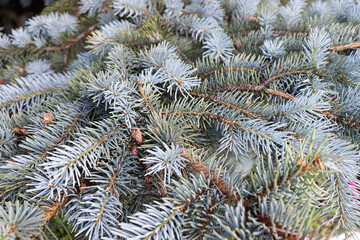 Beautiful day in green forest. Fir tree background