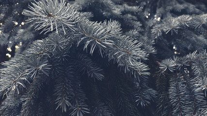 Dark nature background with fir tree