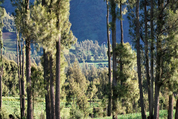 Pine tree forests in the morning at cemero lawang of Bromo tengger semeru national parks , Indonesia 