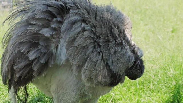 Close up of Ostrich bird female in captivity. Zoo concept