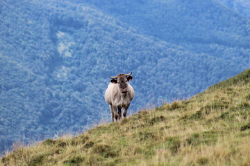 Vache de face debout dans une pente dans les montagnes des Pyrénées en France