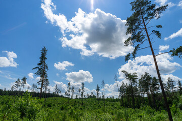 Growth of pine and spruce young stands at the felling site near Volozhin, Belarus