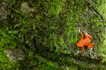Red Frog in Panama. A red strawberry poison-dart frog at the Red Frog Beach, Bastimentos Island. Bocas del Toro, Central America. Panama.
