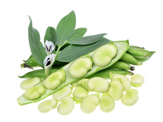vicia faba, broad beans, beans and pods on an isolated white background