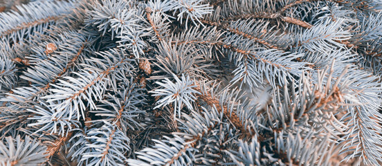 Naklejka na ściany i meble Beautiful christmas tree in forest for banner concept