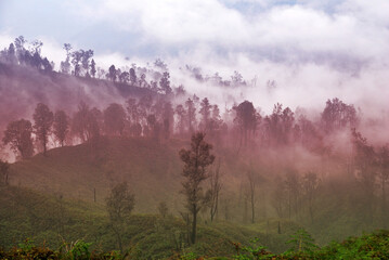 Valley trees with misty or fog in the forest mountain at kawah ijen volcano , indonesia - Landscape nature in the morning abstract nature arrange hill 