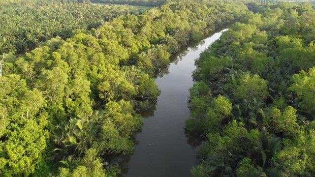 Aerial view green trees live at the riverbank of Sungai Jawi