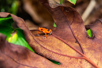 Red Frog in Panama. A red strawberry poison-dart frog at the Red Frog Beach, Bastimentos Island....