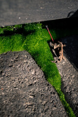 Green moss on the ground