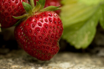 Close-up shot of a ripe red strawberry and leaf of a strawberry plant on rocky granite ground