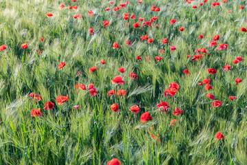 Fototapeta premium field of blooming wild poppies in cereal crops