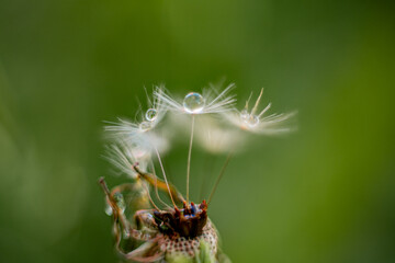 dandelion on the grass