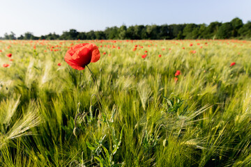 field of blooming wild poppies in grain crops, macro close-up