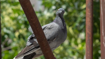 single rock pigeon or dove