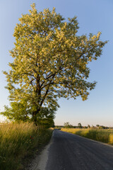 Fototapeta premium large blooming acacia by the road