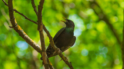 common blackbird on a tree branch