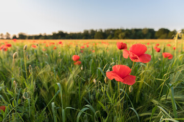 Fototapeta premium field of blooming wild poppies in grain crops, macro close-up