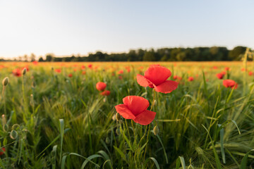 field of blooming wild poppies in grain crops, macro close-up