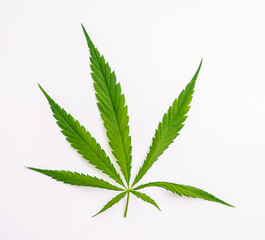 Cannabis marijuana leaf on a white background. Medicinal plant containing narcotic substances