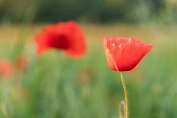 Obraz premium field of blooming wild poppies in grain crops, macro close-up
