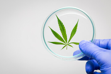 Marijuana cannabis leaf on a white background in a petri dish. Medicinal plant containing narcotic...